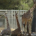 Le Zoo de Montpellier, une immersion au royaume des animaux