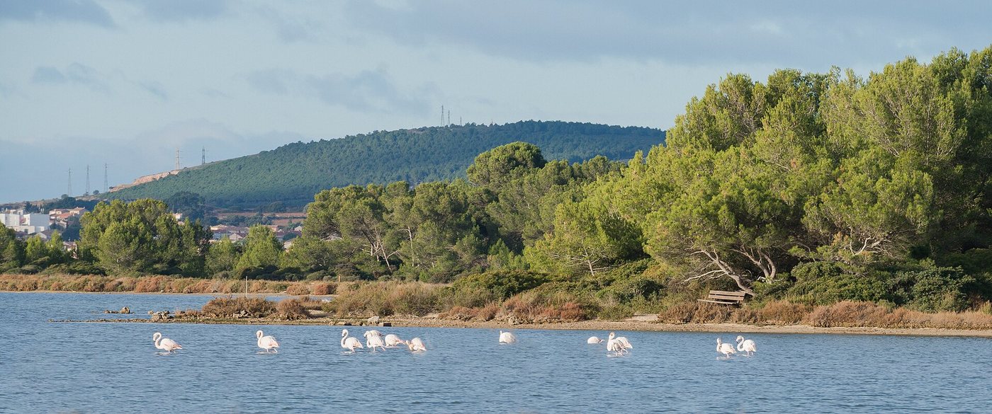 Flamants roses sur un étang près de Palavas