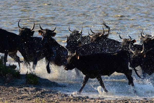 Taureaux de Camargue dans l'eau