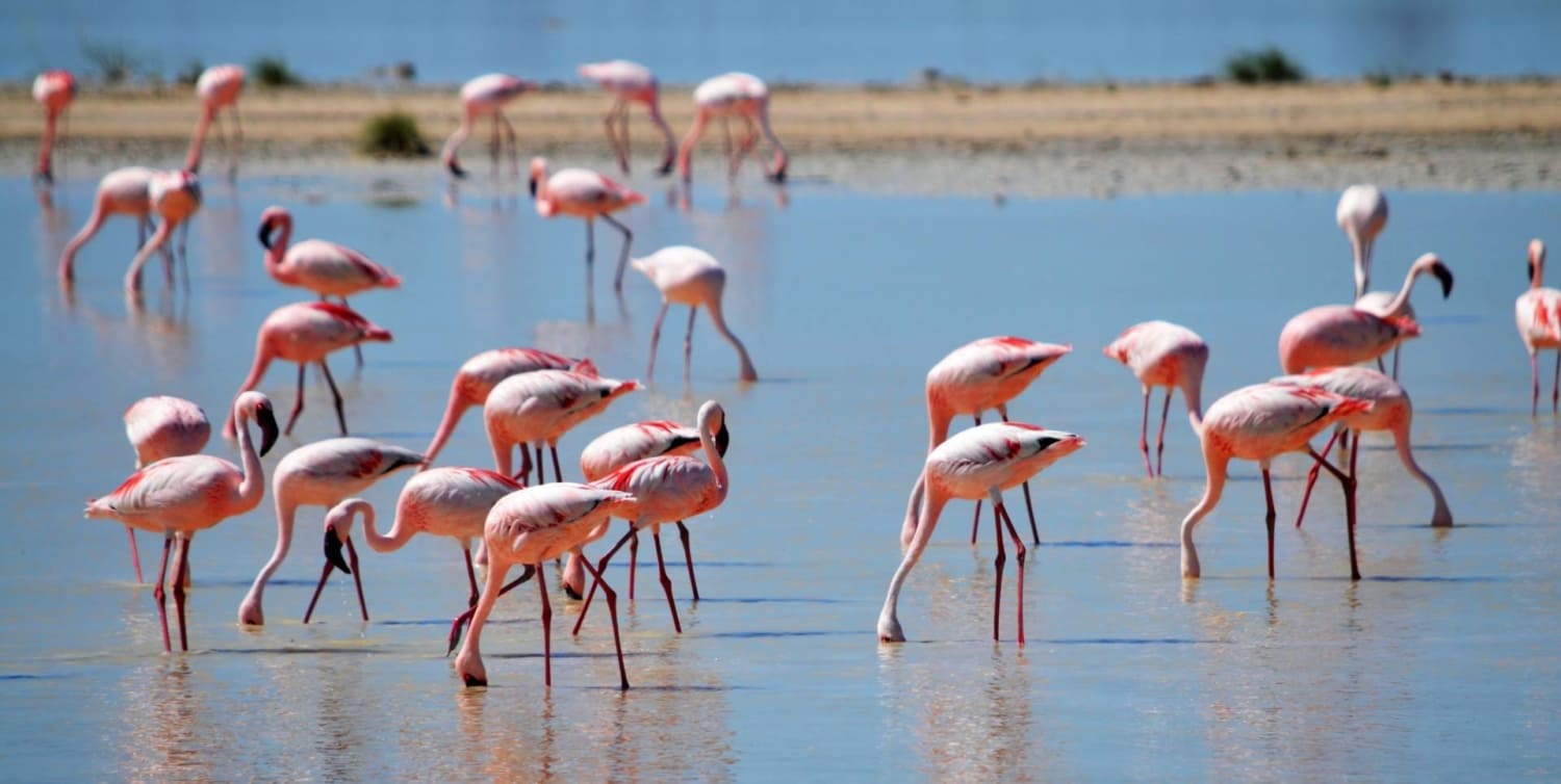 Les flamants roses des étangs de Palavas