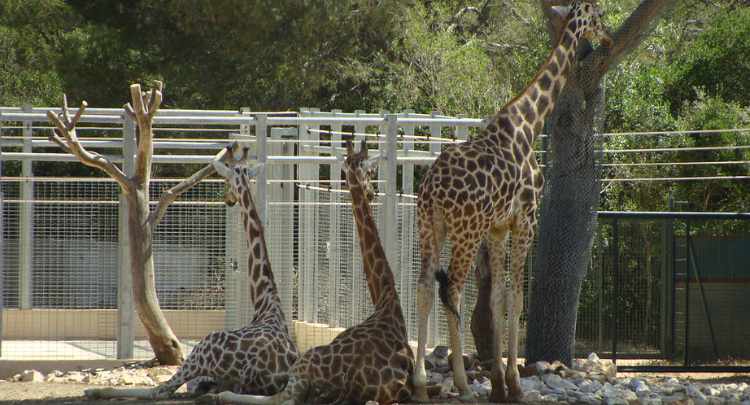 Le Zoo de Montpellier, une immersion au royaume des animaux