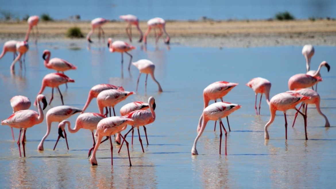 Où voir les flamants roses ?